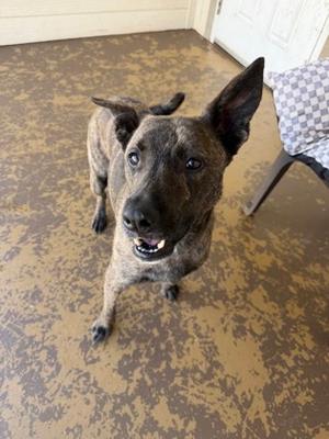 A brindle-colored dog with large ears and a black muzzle is standing on a patterned floor, looking up with its mouth slightly open.