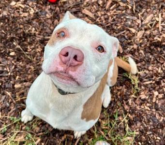 Buoy, Pit Bull Terrier Mix, adult, available for adoption