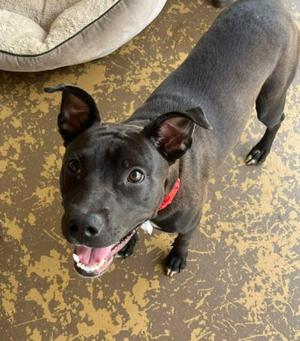 Keke, Pit Bull Terrier Mix, young, available for adoption