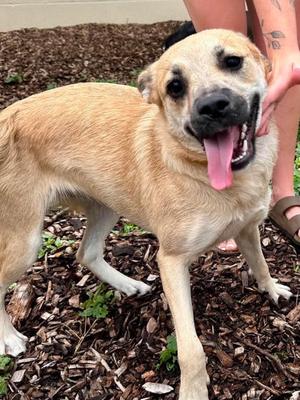 Dolly, Golden Retriever Mix, young, available for adoption