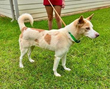 Puddle, Siberian Husky Mix, young, available for adoption