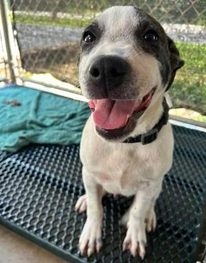 Henry, Mixed Breed, puppy, available for adoption