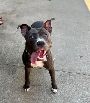 A black and white dog with its tongue out, standing on a concrete surface.