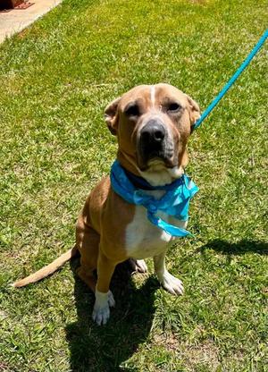 Bo, Pit Bull Terrier Mix, adult, available for adoption