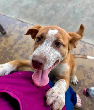 Franklin, Golden Retriever Mix, young, available for adoption