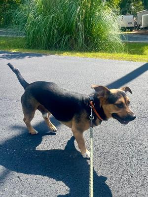 Bolt, Mixed Breed, adult, available for adoption