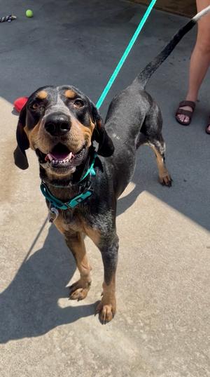 Blue Berry, English Coonhound (Redtick Coonhound) Mix, adult, available for adoption