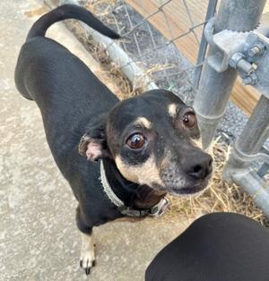 Batman, Chihuahua - Smooth Coated Mix, adult, available for adoption