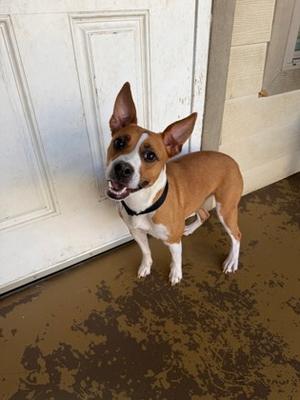 Butterfly, Terrier Mix, adult, available for adoption