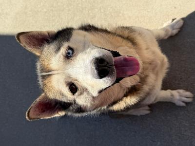 Blake, Alaskan Husky Mix, senior, available for adoption
