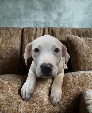Banana Cream Pie, Mixed Breed, puppy, available for adoption