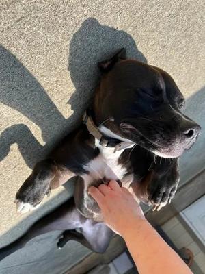 Mayflower, Terrier Mix, young, available for adoption