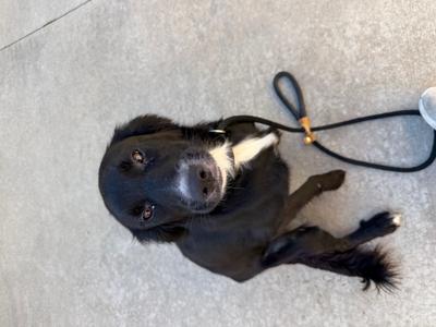 Backpack, Labrador Retriever Mix, adult, available for adoption