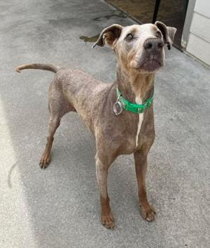 A slender dog with a brindle coat and a green collar stands on a concrete surface.