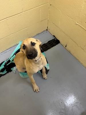 Isaiah, German Shepherd Dog Mix, young, available for adoption