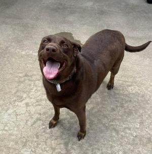 Hershey, Labrador Retriever Mix, adult, available for adoption