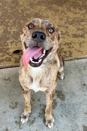 A brown and black brindle dog with a white chest, sitting on a concrete surface, looking up with its tongue out.