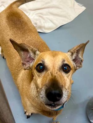 Buddey, Dachshund Mix, senior, available for adoption