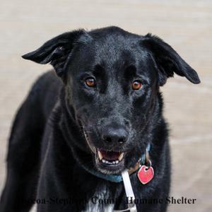 Huck, Labrador Retriever Mix, senior, available for adoption