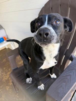 Jamaica, Labrador Retriever and Australian Cattle Dog, adult, available for adoption