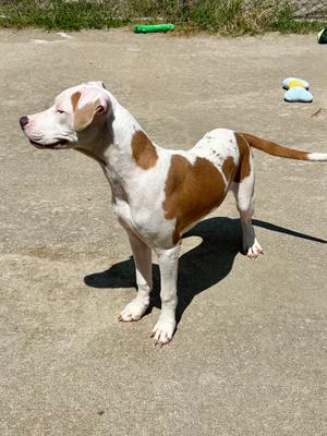 A brown and white dog standing on a concrete surface, with its head turned to the side, casting a shadow on the ground.