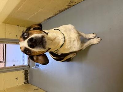BO, Beagle Mix, senior, available for adoption