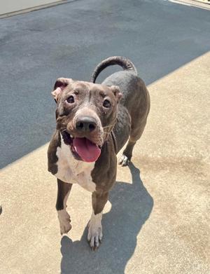 a brown and white dog with its tongue out standing on a concrete surface