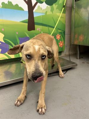 BECKHAM, Catahoula Leopard Hound Mix, young, available for adoption