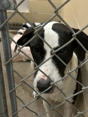 ANNELLE, American Staffordshire Terrier and Labrador Retriever, adult, available for adoption