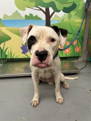 BLOOP, Staffordshire Bull Terrier Mix, adult, available for adoption