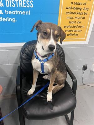 BATTY KODA, Beagle Mix, young, available for adoption