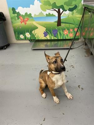 AVILA, German Shepherd Dog and Bearded Collie, young, available for adoption