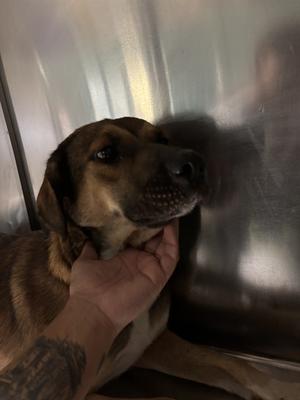 BASHFUL, German Shepherd Dog Mix, adult, available for adoption