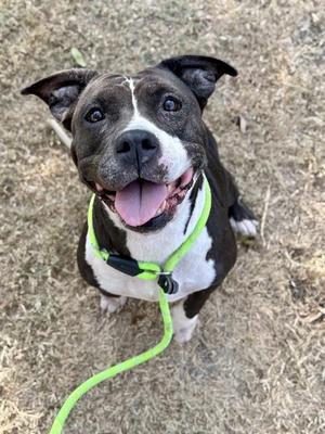 A happy black and white dog with a green leash, sitting on grass and looking up at the camera with its tongue out.