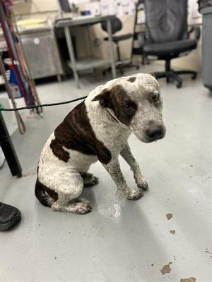 ANGUS, Australian Cattle Dog Mix, adult, available for adoption