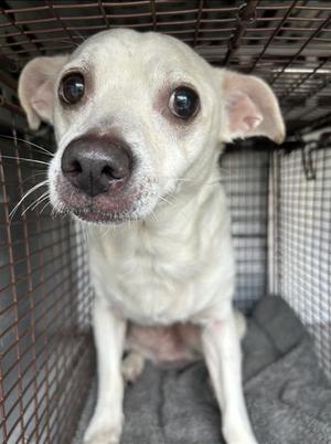 A119793, Chihuahua - Smooth Coated and Jack (Parson) Russell Terrier, adult, available for adoption