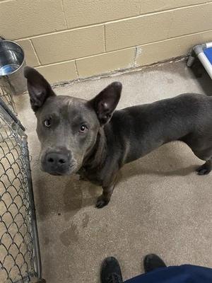 A grey dog with large ears stands indoors, looking up and to the left.