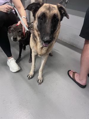 BEAR, German Shepherd Dog, adult, available for adoption