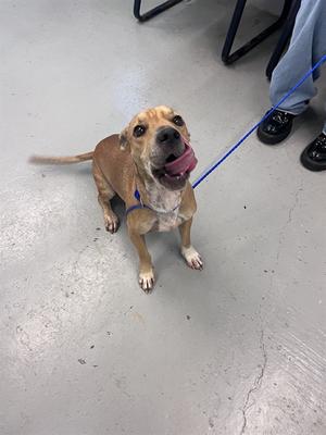 a brown dog sitting on a concrete floor, wearing a blue leash and looking up with its tongue out