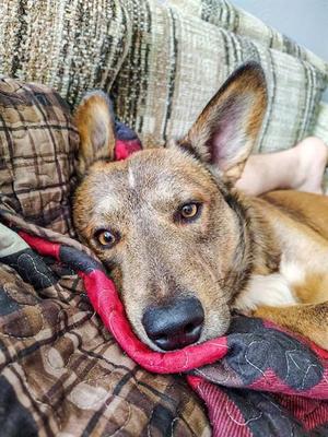 BEAR, Border Collie Mix, adult, available for adoption