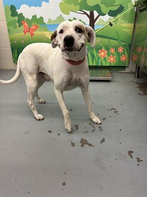 white dog standing on a concrete floor