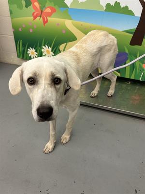 BETTY LOU, Great Pyrenees and Labrador Retriever, young, available for adoption