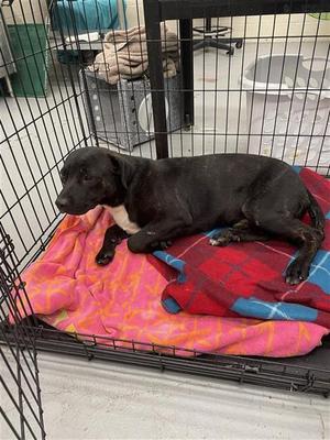 ACHILLES, Pit Bull Terrier and Labrador Retriever, young, available for adoption