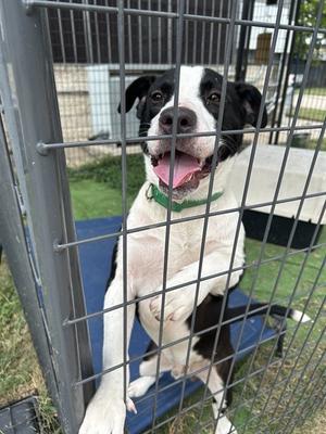 BILLY BOB, Staffordshire Bull Terrier, young, available for adoption