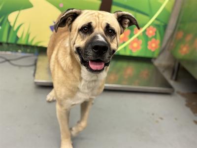 BIG CHEESE, Mastiff and Anatolian Shepherd, adult, available for adoption