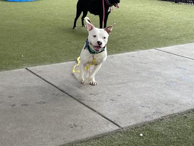 A white pitbull mix dog with a green collar and a yellow leash runs on a paved path in a park, with a black dog in the background.