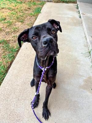 AMBROSE, Boxer Mix, young, available for adoption