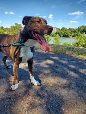 BANDIT, Australian Shepherd, adult, available for adoption