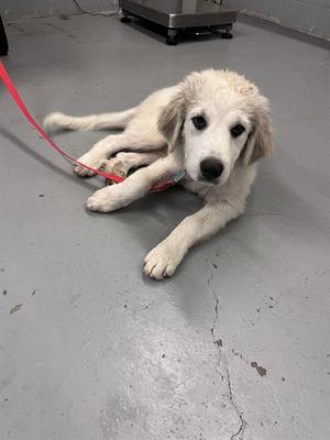 A fluffy white puppy with a red leash lying on a gray concrete floor.