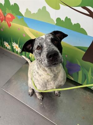 AZRAEL, Australian Cattle Dog Mix, adult, available for adoption